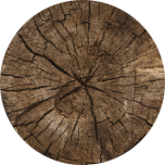 growth ring image